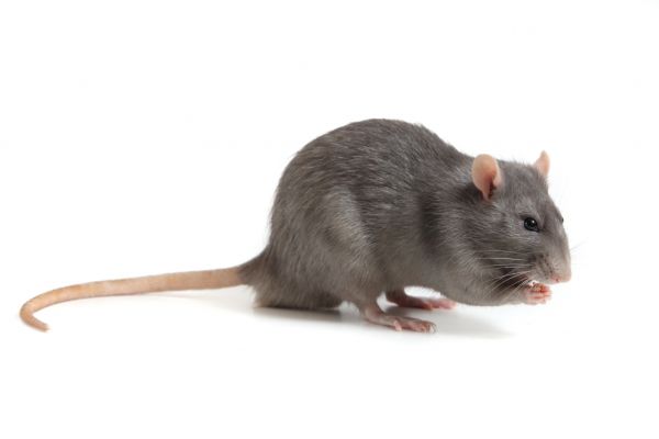 Rat Eradication Service