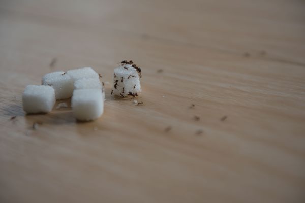 Sugar Ant Extermination