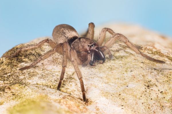 Mouse Spider Pest Control