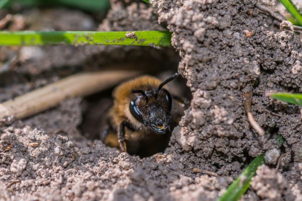 Stinging Insect Extermination