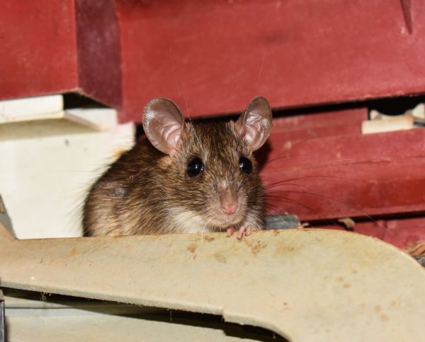 Mouse Removal Service