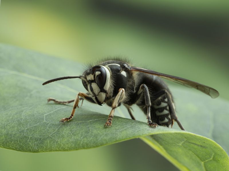 European Hornet Removal