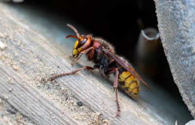 Hornets Nest Removal