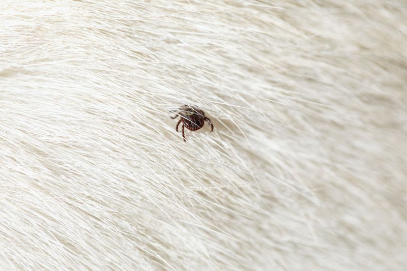 How Flea And Tick Infestations Impact Commercial Properties