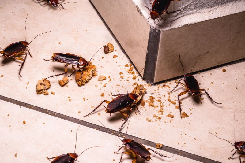 Insects and Cockroaches