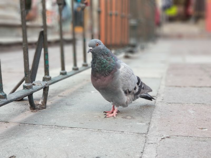 Pigeon Barrier Installation