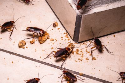 Roach Infestation Treatment