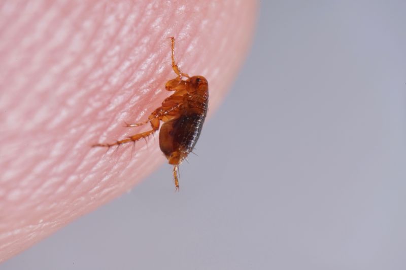 Signs Your Commercial Property Needs Flea And Tick Treatment