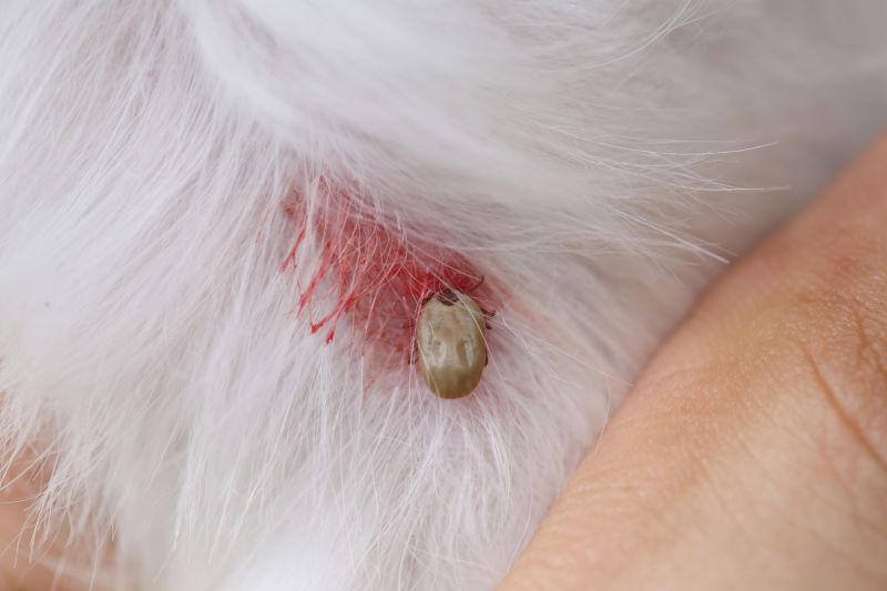 Signs Your Property Needs Flea And Tick Treatment