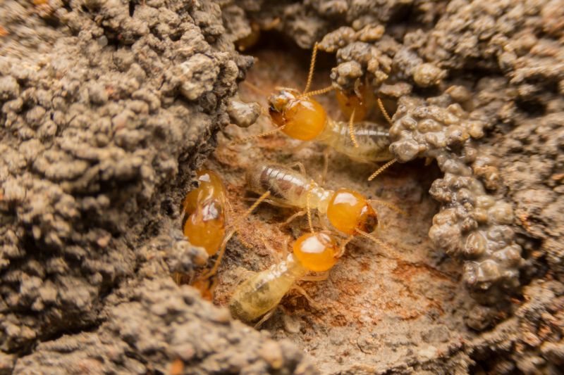 Termite Treatment Service