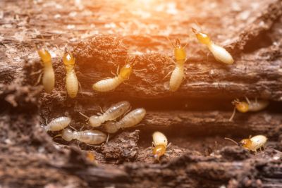 Termite Treatment Service