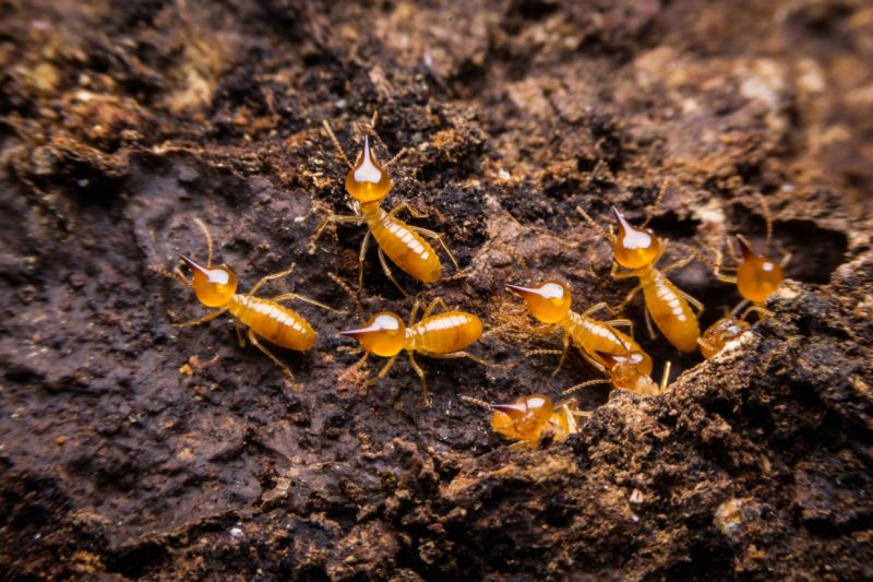 Termites Extermination
