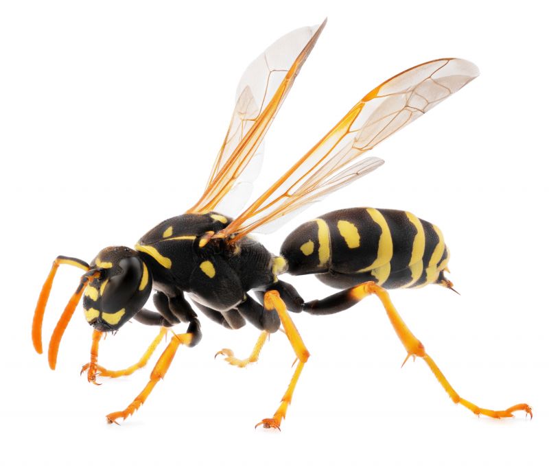 Wasp Removal