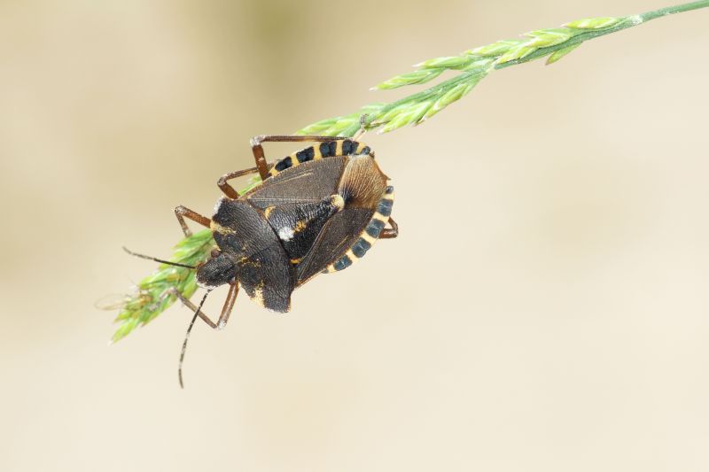 Why Professional Stinkbug Pest Control Is More Effective Than Diy Methods