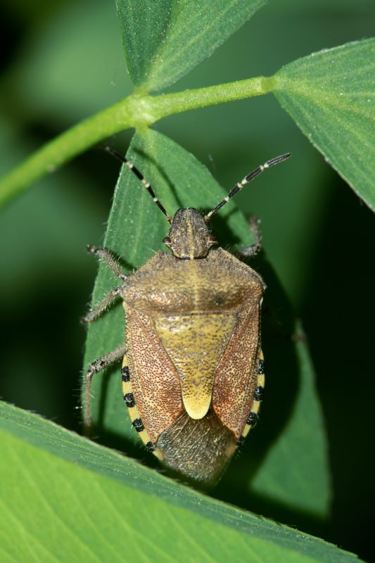 Why Stinkbugs Invade Homes And Buildings